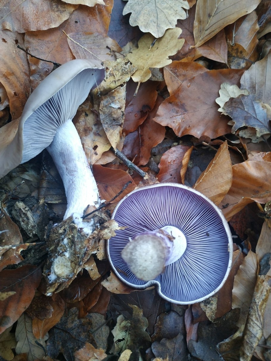 Рядовка гульден (Tricholoma guldeniae)