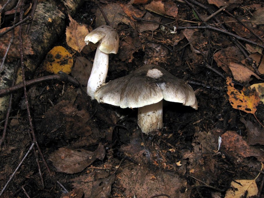 Рядовка скученная Lyophyllum decastes съедобная