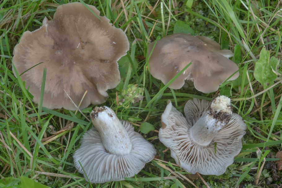 Рядовка землистая Tricholoma terreum