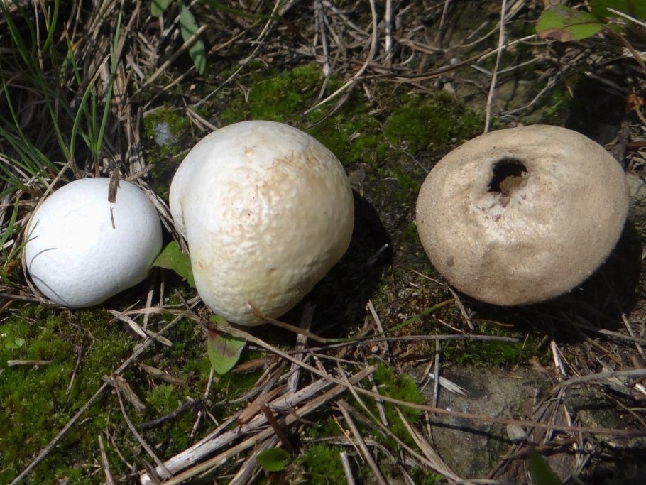 Порховка чернеющая – Bovista nigrescens