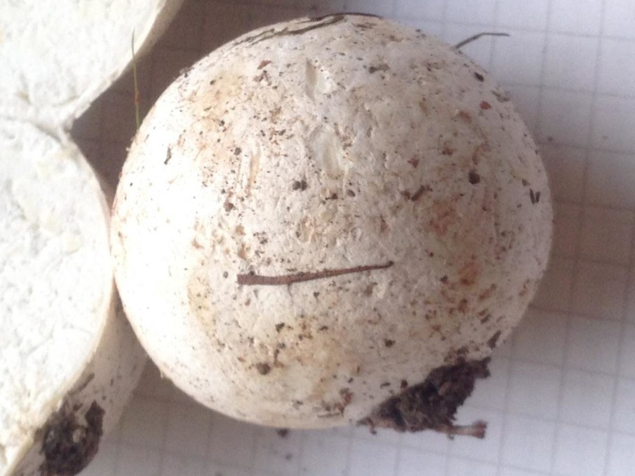 Гриб порховка