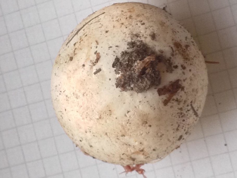 Bovista aestivalis – бовиста летняя