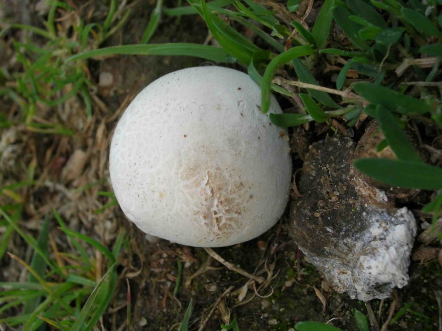 Порховка свинцово-серая