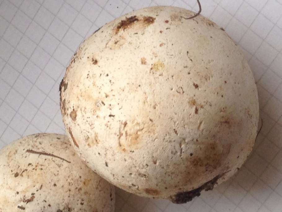 Гриб ГОЛОВАЧ порховка