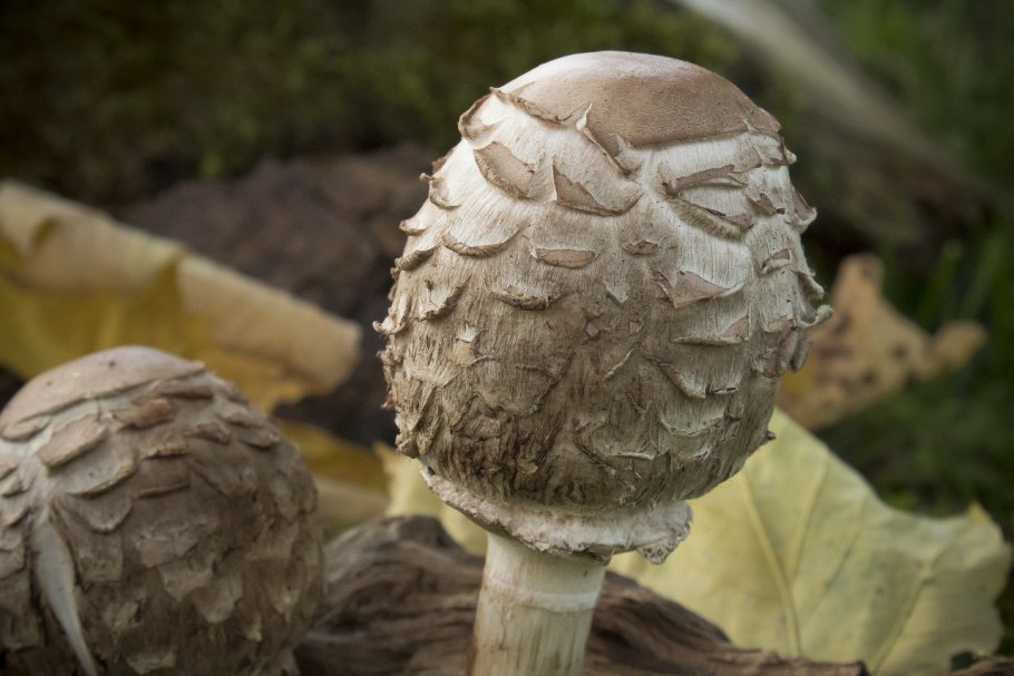 Луговой Бовист гриб прошлогодний