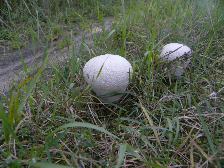 Грибы дождевик и порховка.