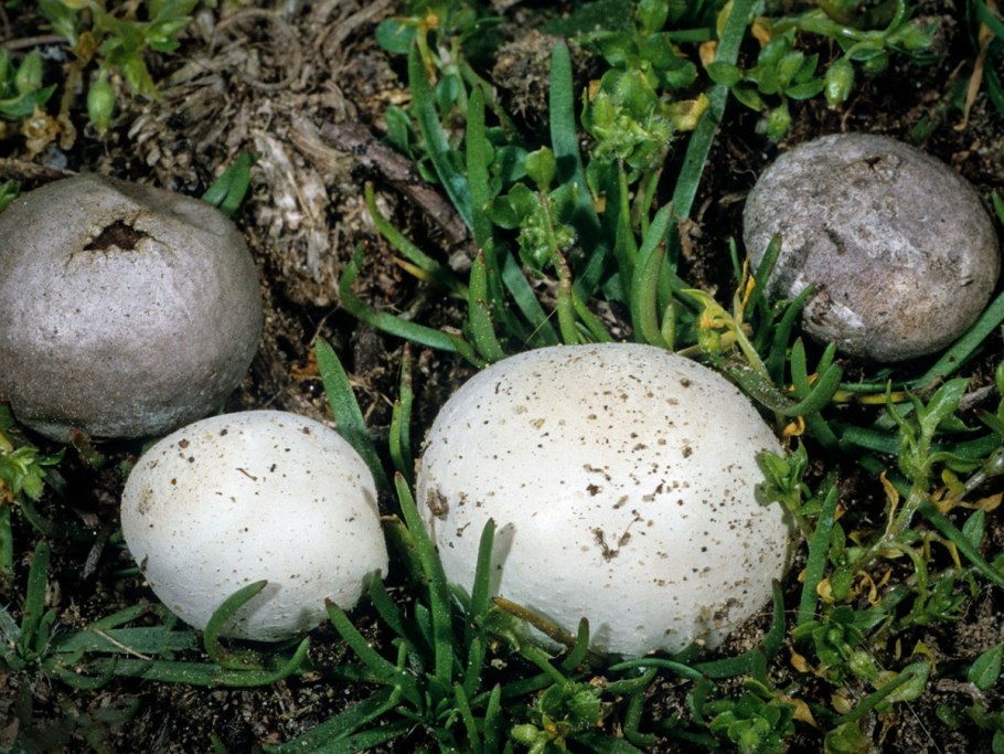 Гриб ГОЛОВАЧ порховка