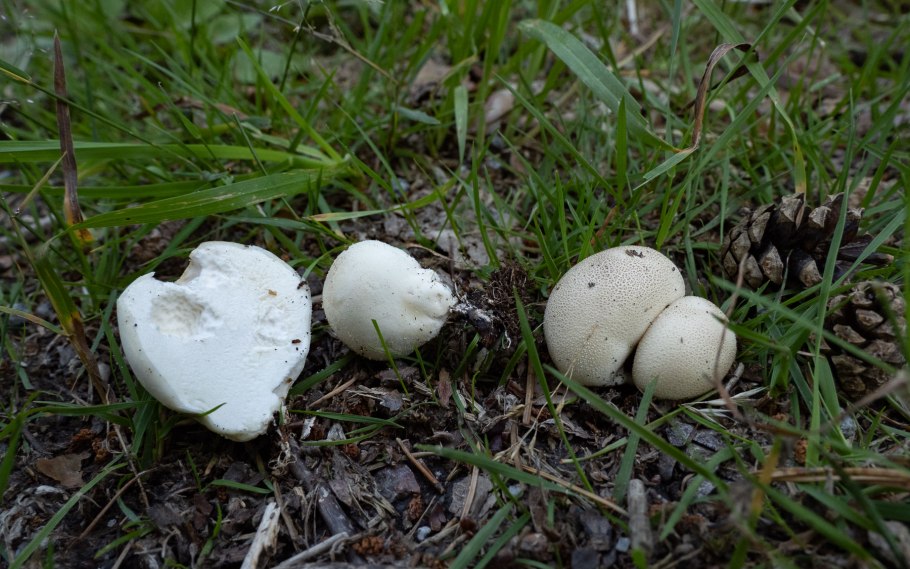 Гриб ГОЛОВАЧ порховка