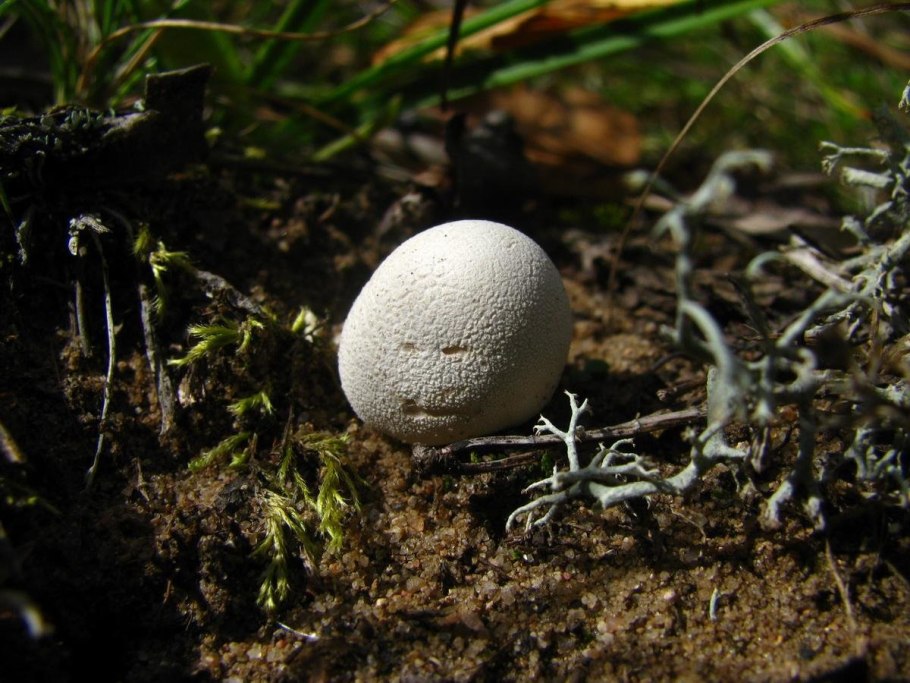 Порховка свинцово-серая