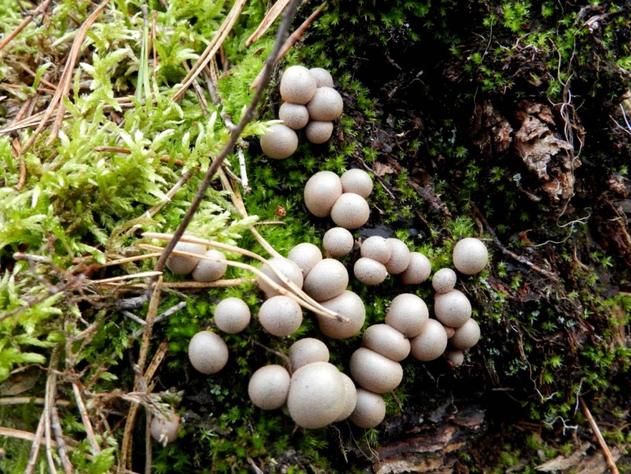 Ложнодождевик луковичный