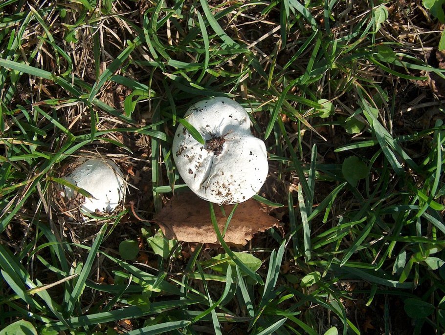 Bovista aestivalis – бовиста летняя