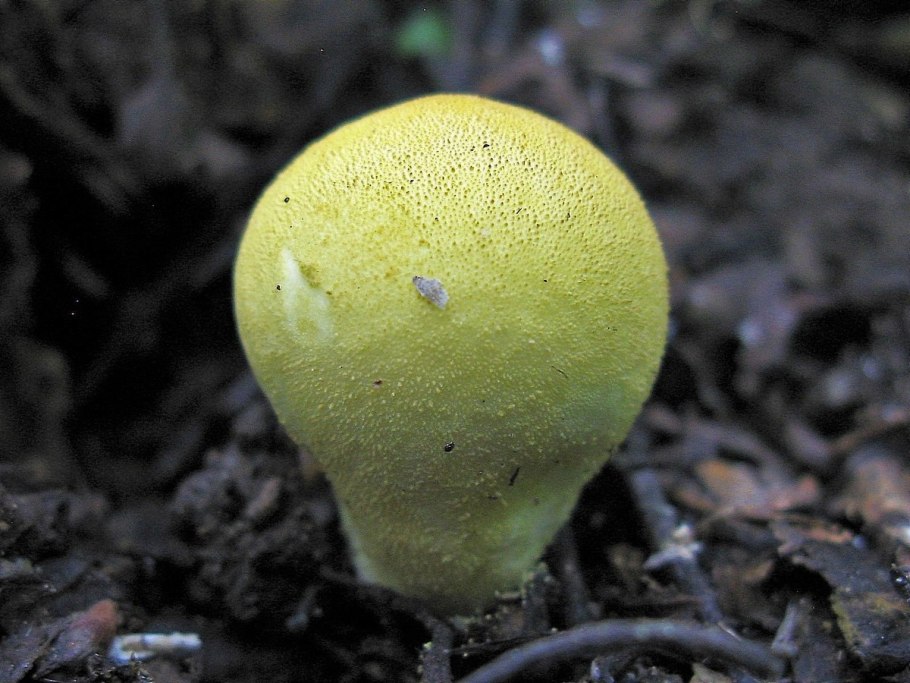 Порховка гриб Bovista