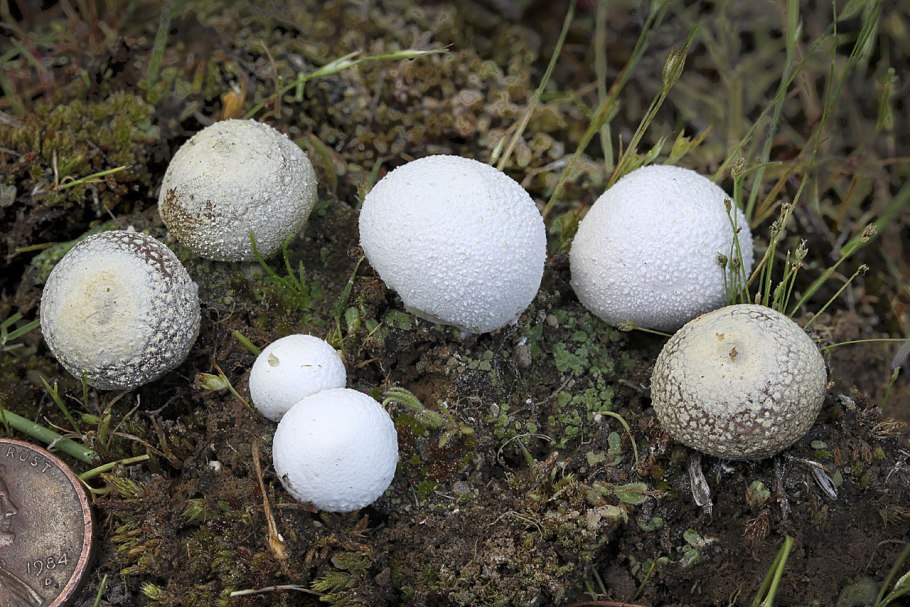 Люкопердон бовиста