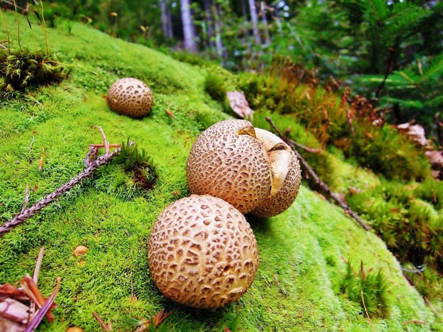 Люкопердон бовиста