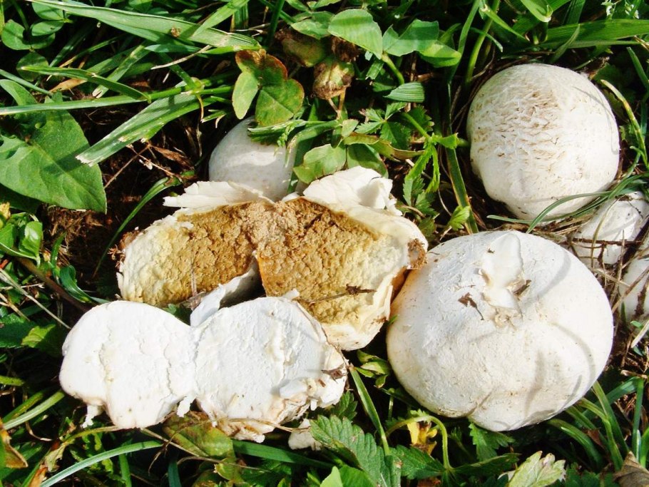 Порховка свинцово-серая гриб