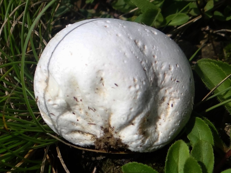 Гриб порховка