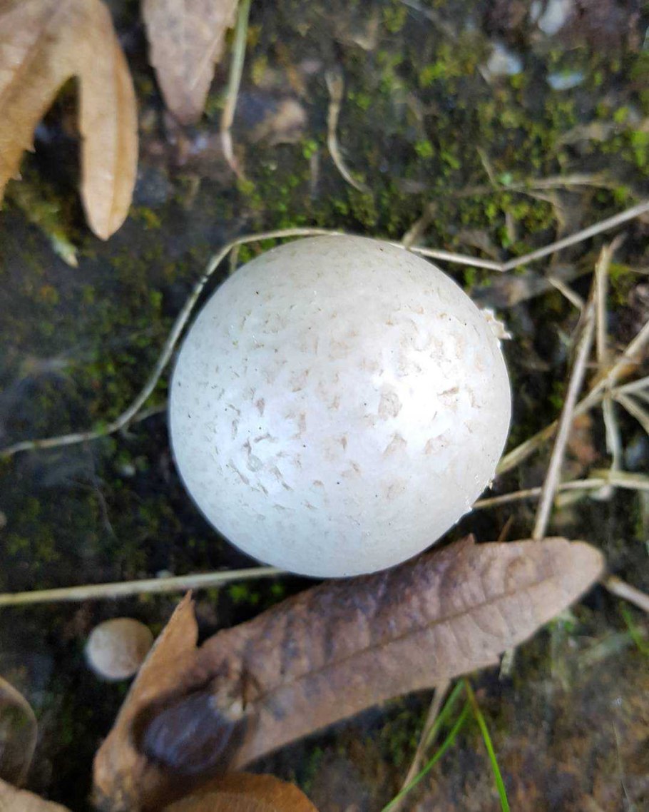 Порховка свинцово-серая Bovista plumbea