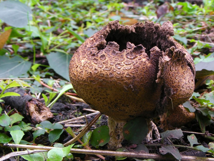 Порховка чернеющая – Bovista nigrescens