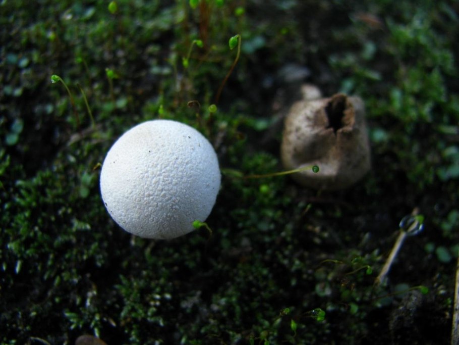 Порховка свинцово-серая