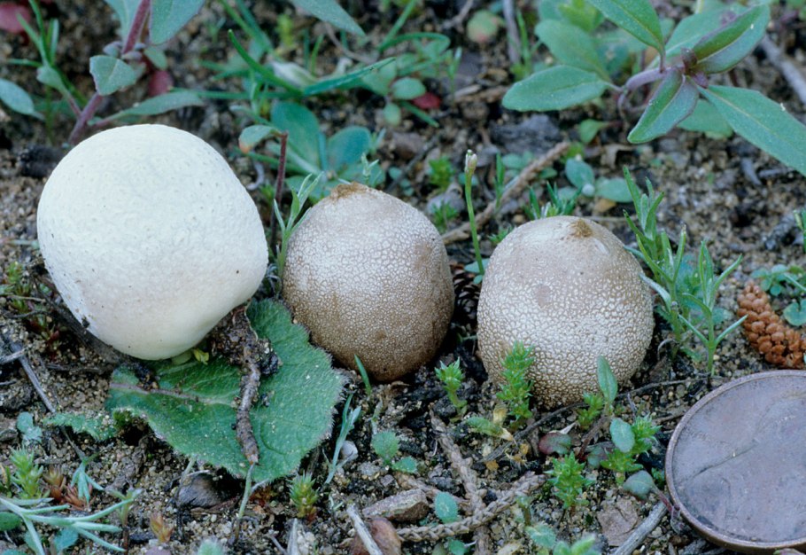 Bovista aestivalis – бовиста летняя