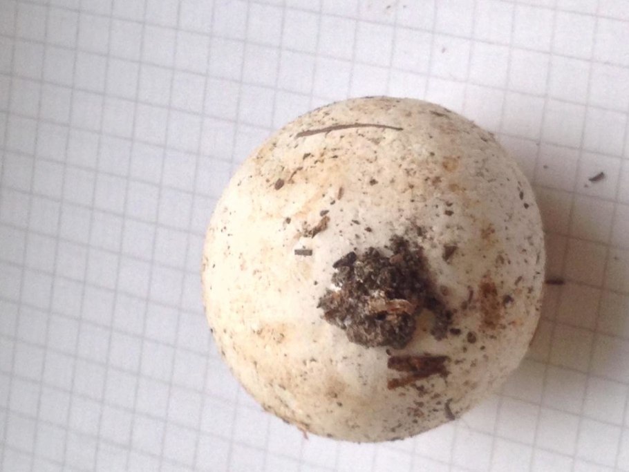 Lycoperdon Bovista