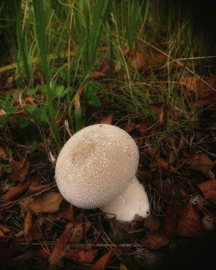 Гриб ГОЛОВАЧ порховка