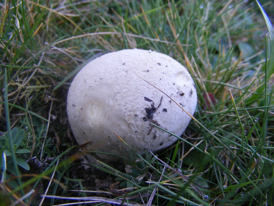 Гриб ГОЛОВАЧ порховка