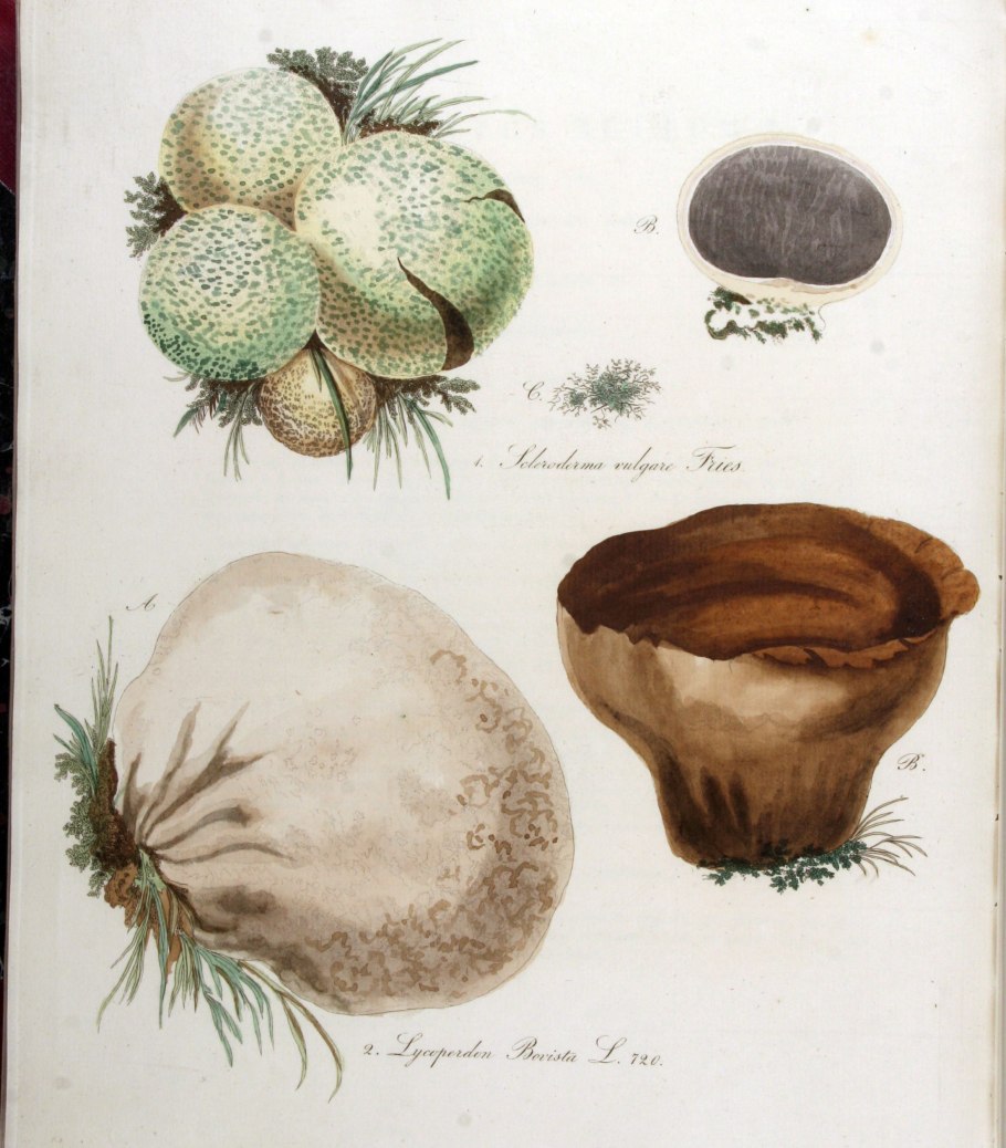 Галкина баня гриб