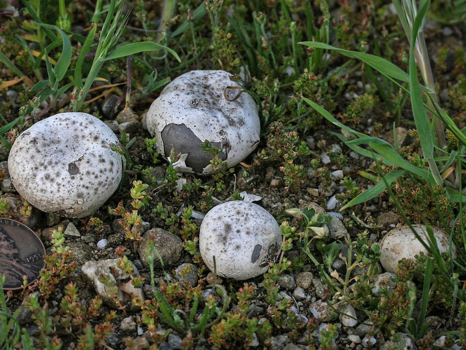 Люкопердон бовиста гриб