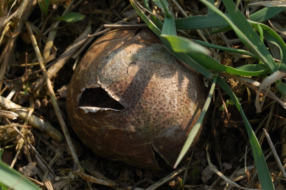 Ложнодождевик порховковый