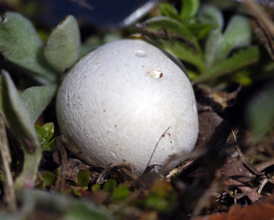 Ложнодождевик порховковый (Scleroderma Bovista)