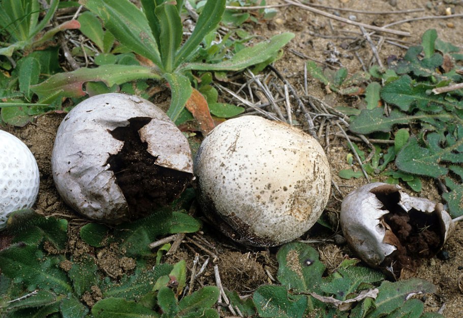 Гриб дождевик Луговой