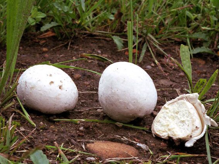 (Lycoperdon срез