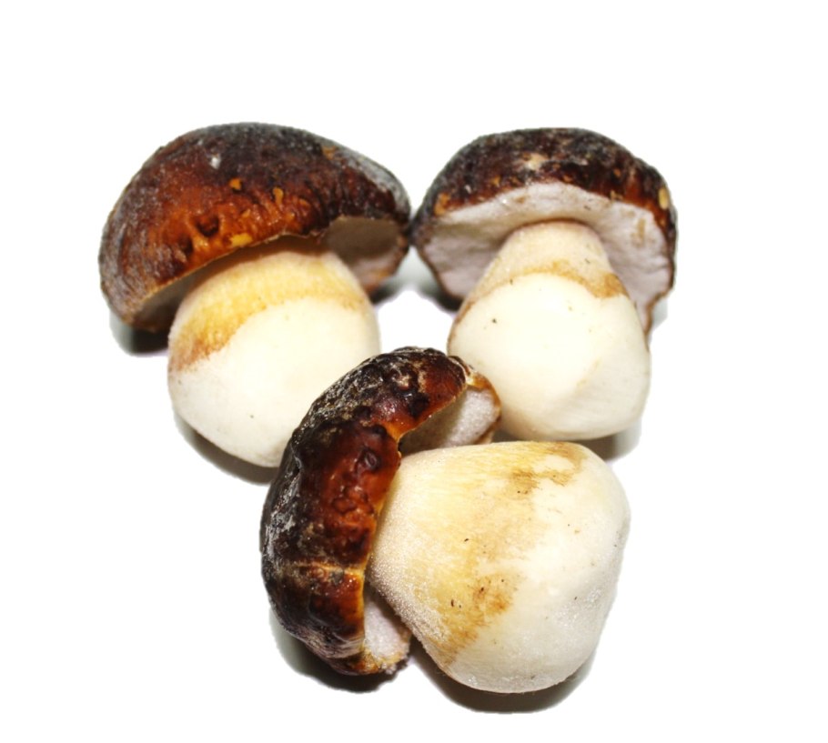 Гриб белый Экстра