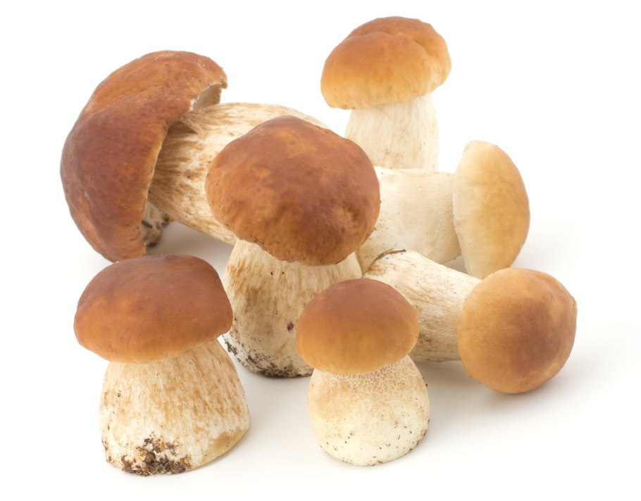 Гриб белый Экстра