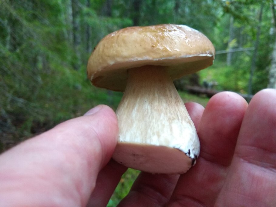 Шампиньоны белые и коричневые