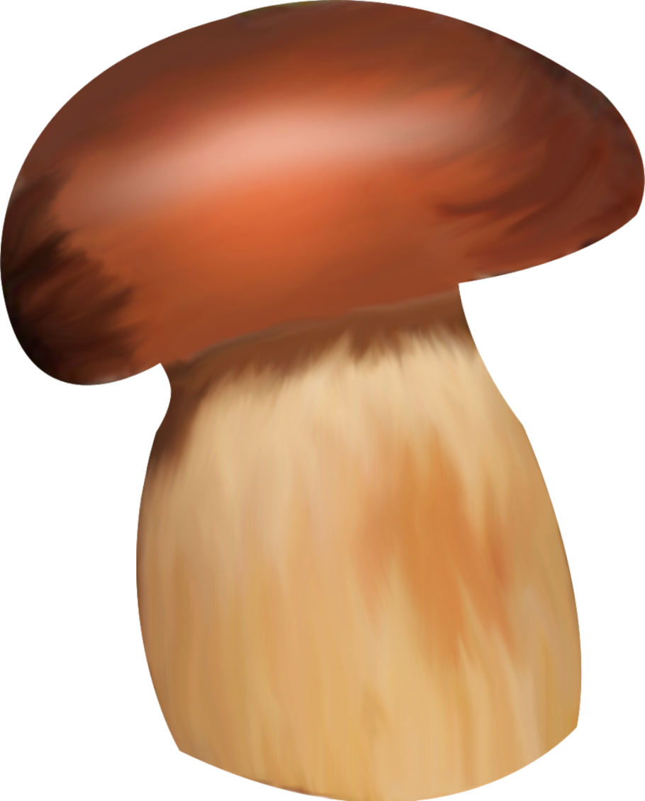 Гриб боровик на белом фоне