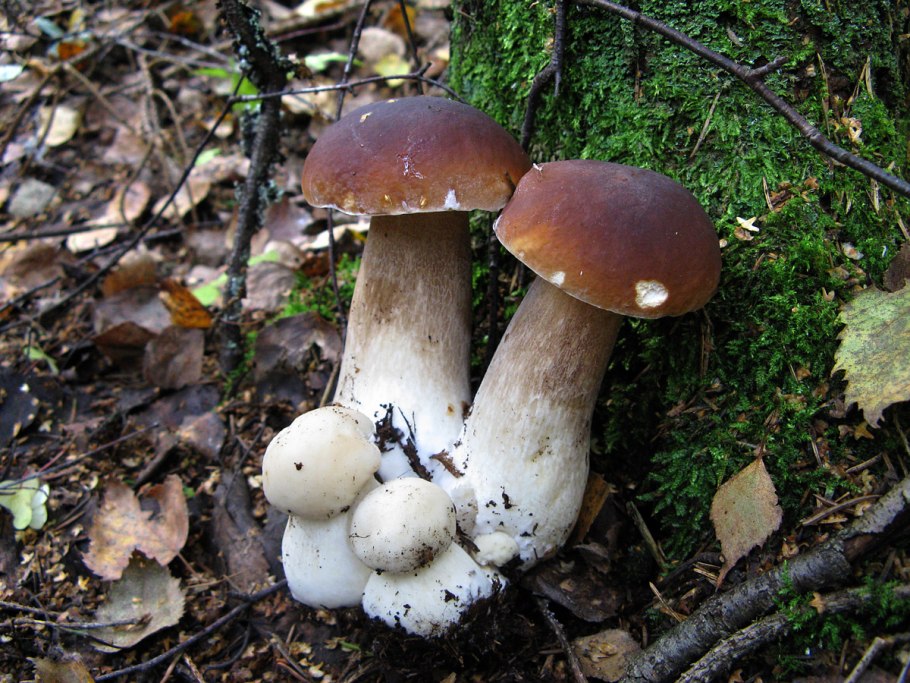 Грибы которые растут в городе