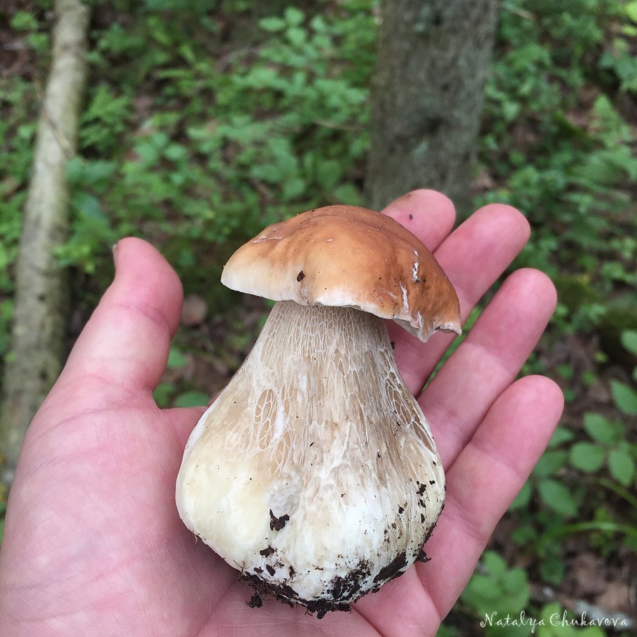Белые грибы Камчатки