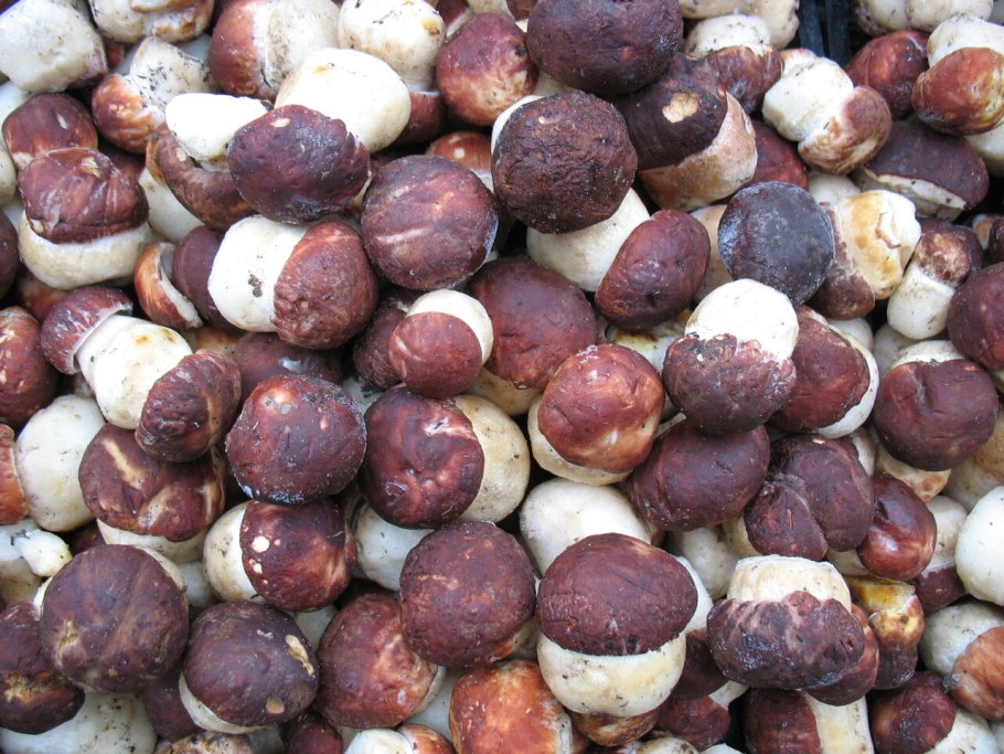 Целые грибы