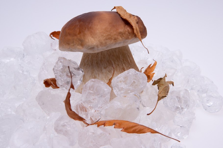 Грибы на белом фоне