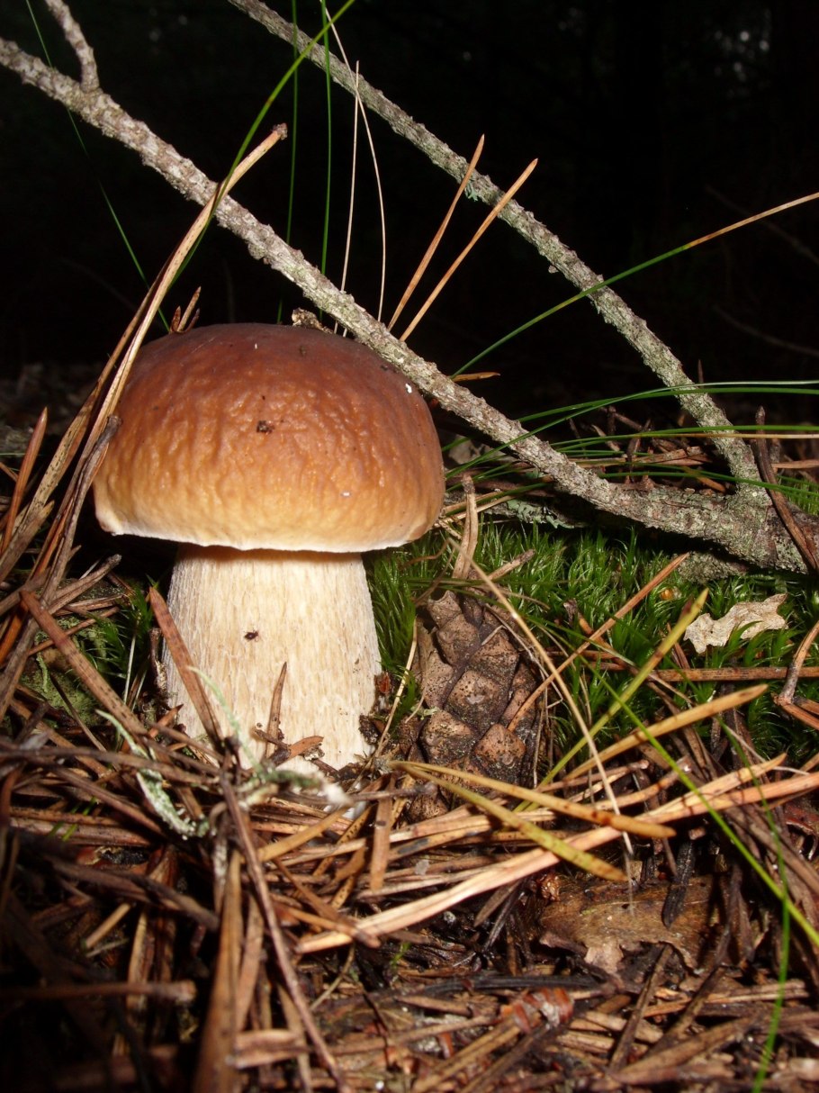 Боровик белый гриб