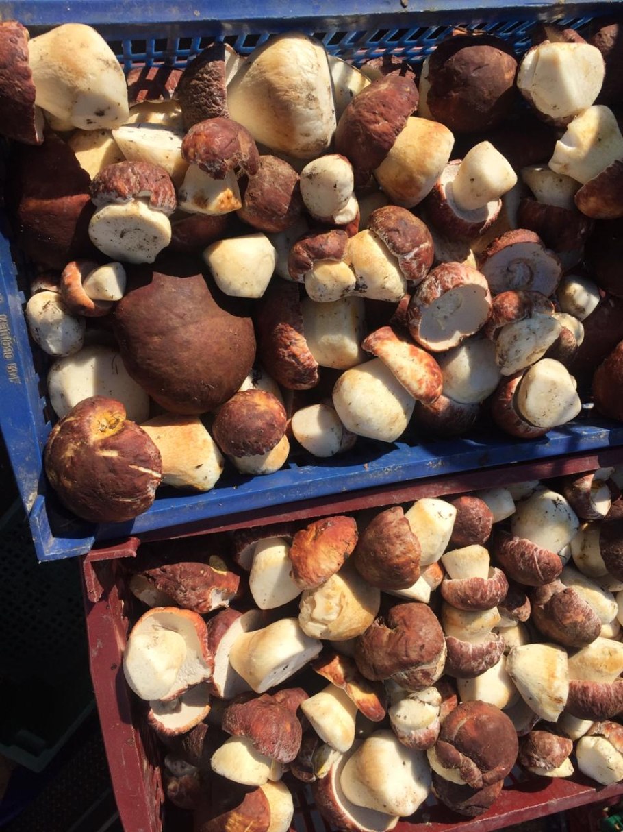 Грибы белые древесные. White fungus. Китай.100г.