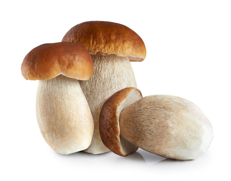 Boletus marginatus (portentosus),