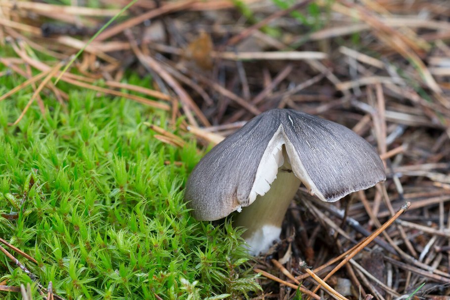 Рядовка серая Tricholoma portentosum.