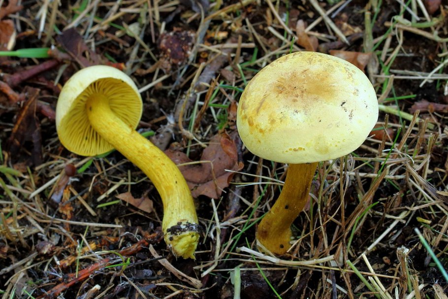 Рядовка серная Tricholoma Sulphureum