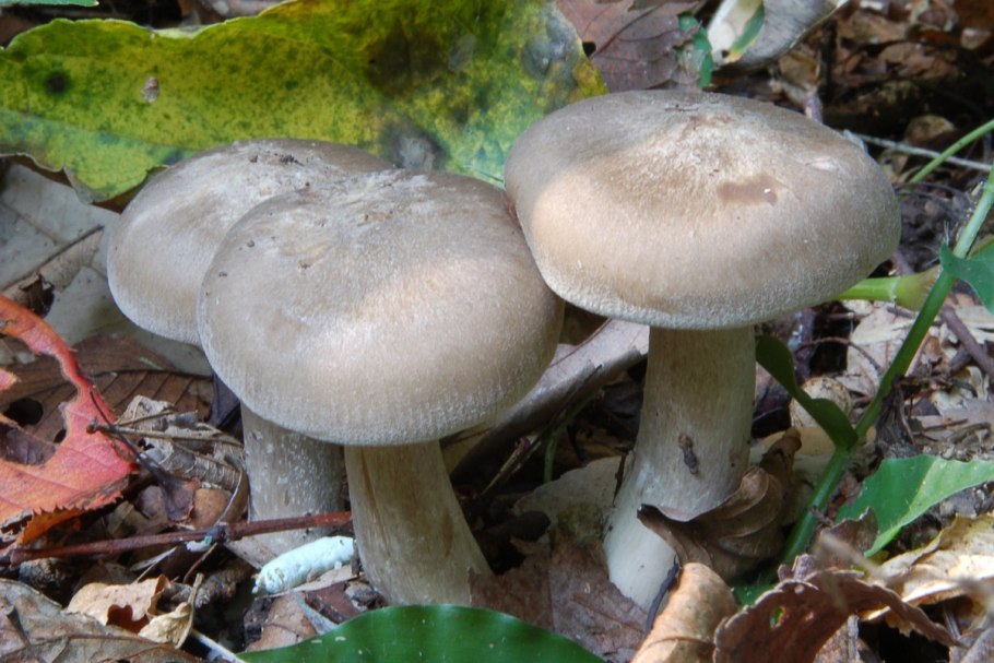 Рядовка серая Tricholoma portentosum.
