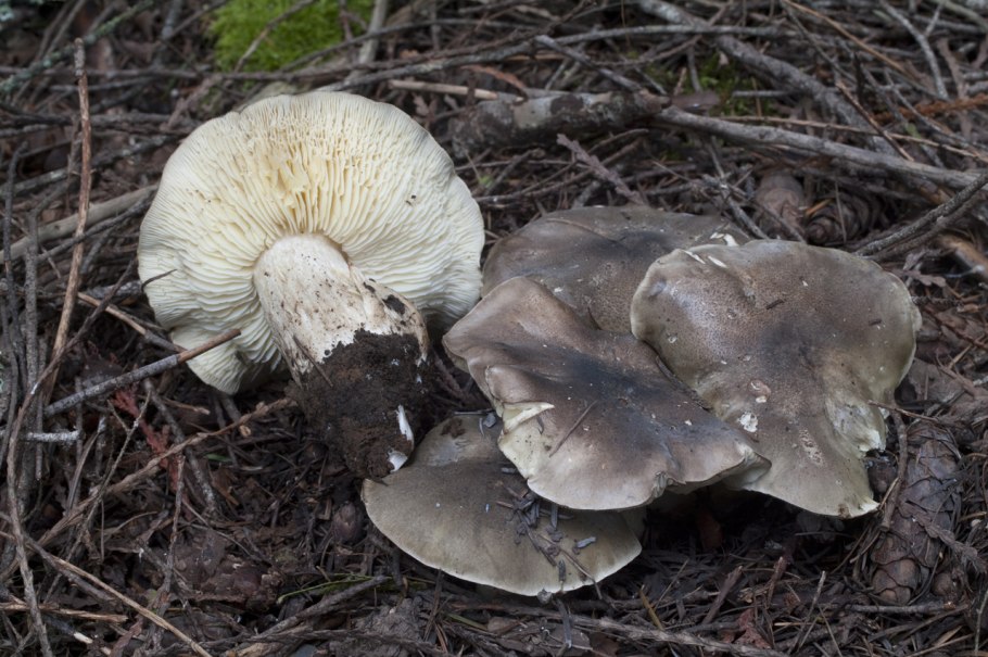 Рядовка серебристая Tricholoma scalpturatum