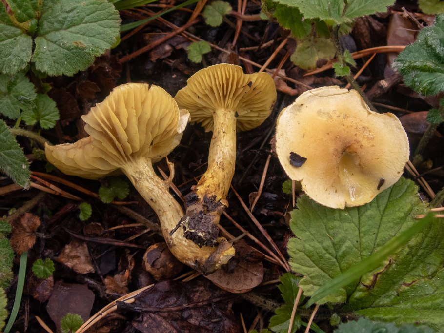 Рядовка землистая Tricholoma terreum