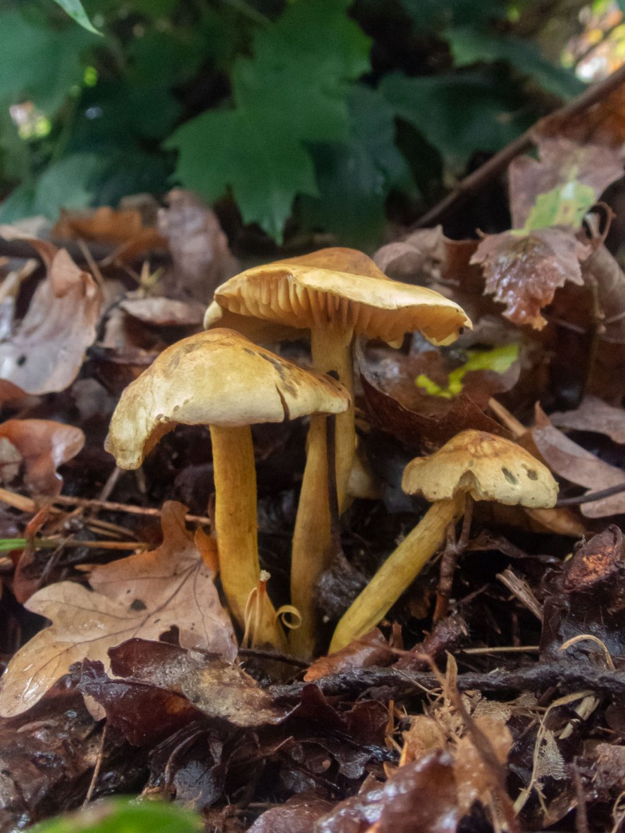 Рядовка штриховатая (Tricholoma portentosum).